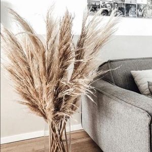 Pampas Grass